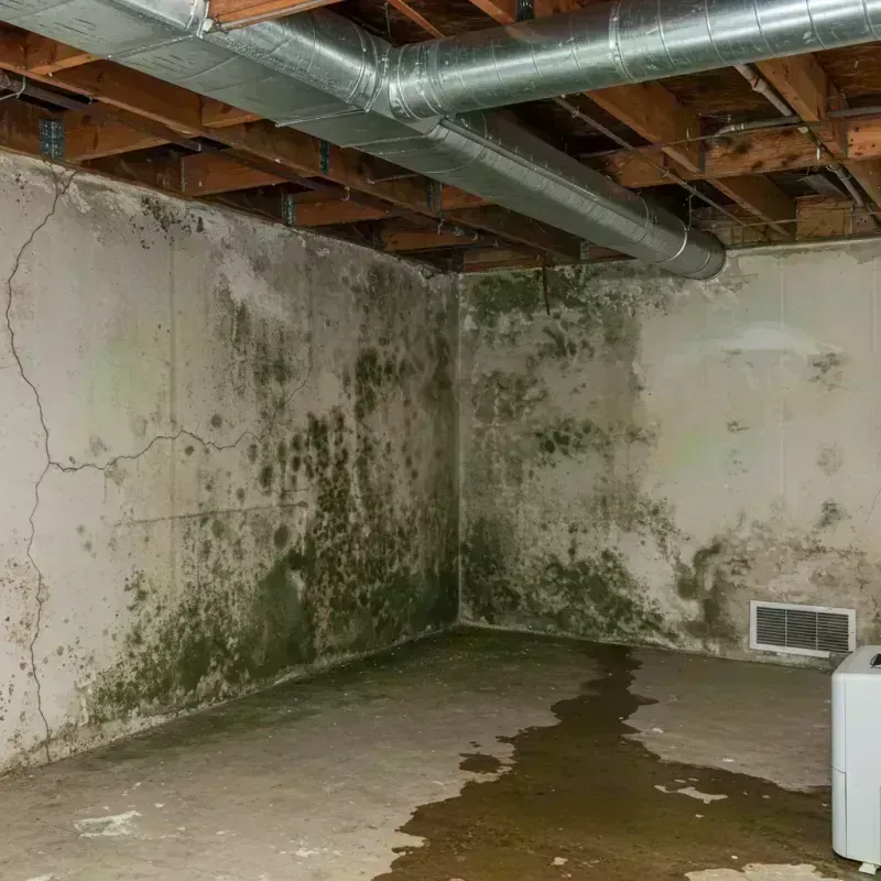 Professional Mold Removal in Marissa, IL